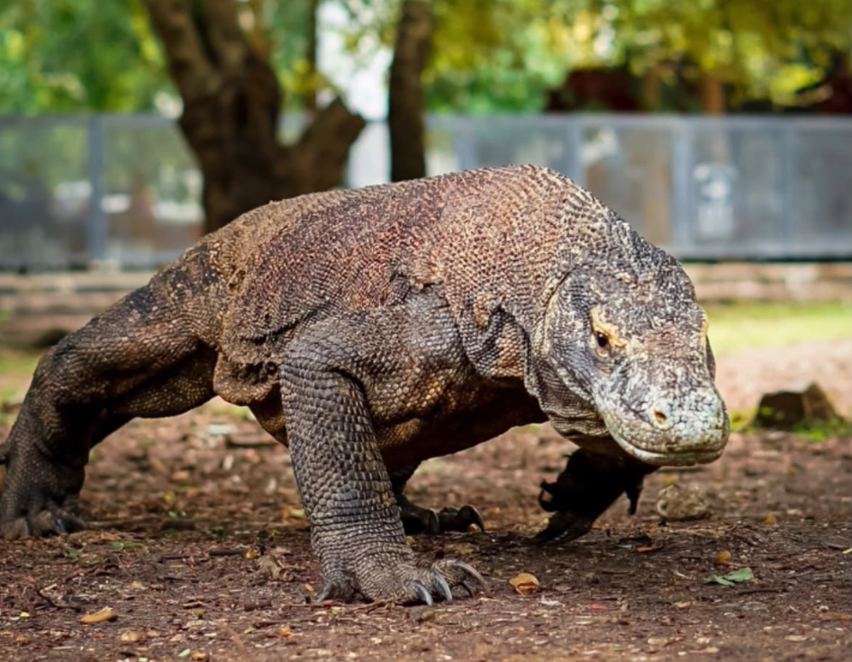 Komodo National Park rugged islands and turquoise bays